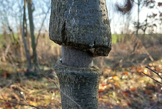 Některé stromy měly úvazy hluboko zarostlé.