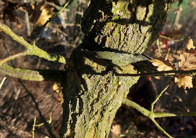 Za chvilku ho osvobodíme.