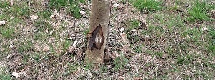 Foto: Petr Dobrý / Zelená domácnost