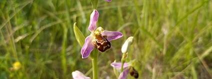 Ve Středočeském kraji vykvetly vzácné orchideje tořiče včelonosné Foto: Středočeský kraj