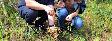 Ekologicky šetrné hydrogely ze syrovátky pomáhají při obnově lesů v okolí Buchlova Foto: Univerzita Tomáše Bati ve Zlíně