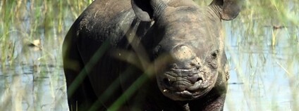 Ve Rwandě se narodilo mládě nosorožce černého, matkou je samice Jasiri ze Dvora Králové Foto: Drew Bantlin Safari park Dvůr Králové