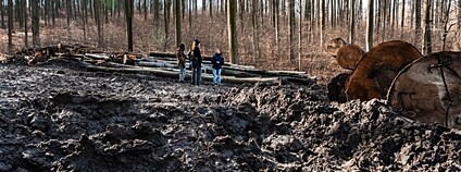 Necitlivé kácení ve Ždánickém lese Foto: Andrea Špak Greenpeace