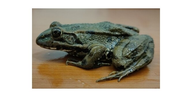 Je paradoxem, že se o evoluci reprodukčních strategií vědci dozvídají od obojživelníků, kteří jsou jednou z nejohroženějších skupin živočichů na světě.