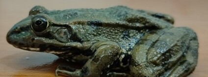 Sameček skokana Grafova Foto: Veronika Labajová AV ČR