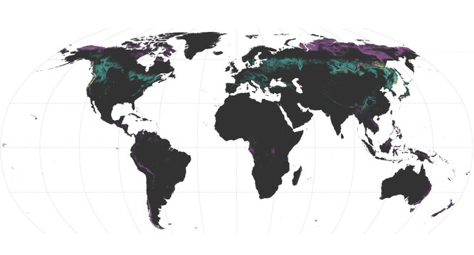 Většina druhů ektomykorhizních hub, které pomáhají zásobovat stromy minerálními živinami, se nachází v mírném pásmu severní polokoule (zeleně), nejunikátnější taxony se vyskytují ve vysokých zeměpisných šířkách (fialově). V některých oblastech východní Asie a západu USA se překrývají ohniska biodiverzity a unikátnosti (žlutě).