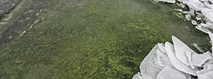 Zelený led na Lipně v prosinci 2025. Foto: Petr Znachor BC AV ČR