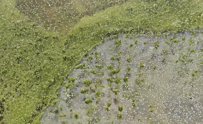 Detailní pohled na sinice zamrzlé v ledu s bublinkami produkovaného kyslíku dokazuje, že probíhala fotosyntéza, 21. prosinec 2025.