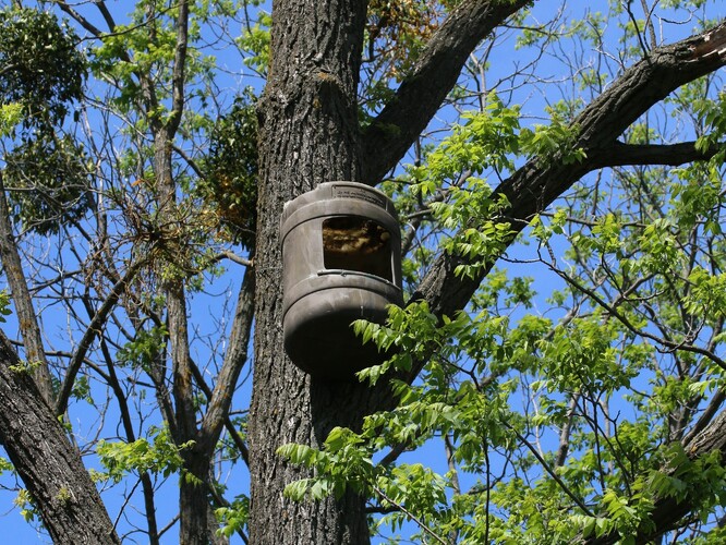 Budka pro poštolky. Budka pro poštolky.