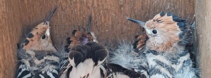 Mladí dudci. Foto: ZO ČSOP Břeclav