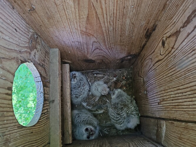 Mláďata puštíků obecných. Mláďata puštíků obecných.