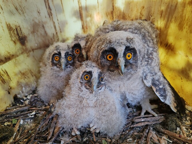 Mláďata kalousů ušatých. Mláďata kalousů ušatých.