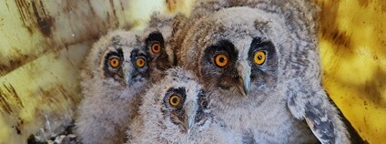 Mláďata kalousů ušatých Foto: ZO ČSOP Břeclav