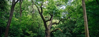 Oldřichův dub. Foto: Nadace Partnerství