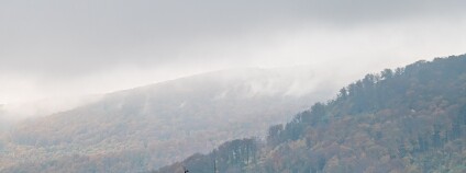 Bučiny Krušné hory Foto: Petr Zewlakk Vrabec Greenpeace