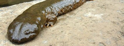 foto: anna pang / flickr.com