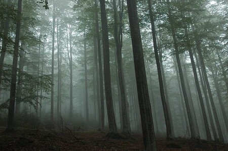 Bavorský les v plné kráse.