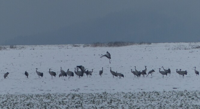 Někteří jeřábi zimují v posledních letech v České republice.