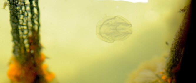 Mnemiopsis. Svého času otřásla ekosystémem Černého moře.