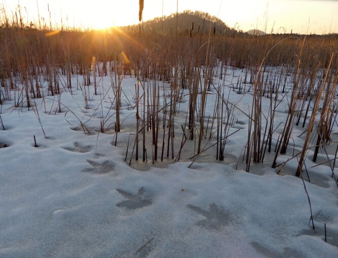 Hnízdiště jeřábů popelavých na Českolipsku