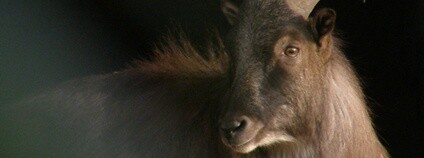 Tahr himálajský Foto: frank wouters Flickr