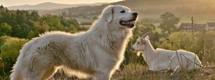 Foto: ČSOP Libosváry