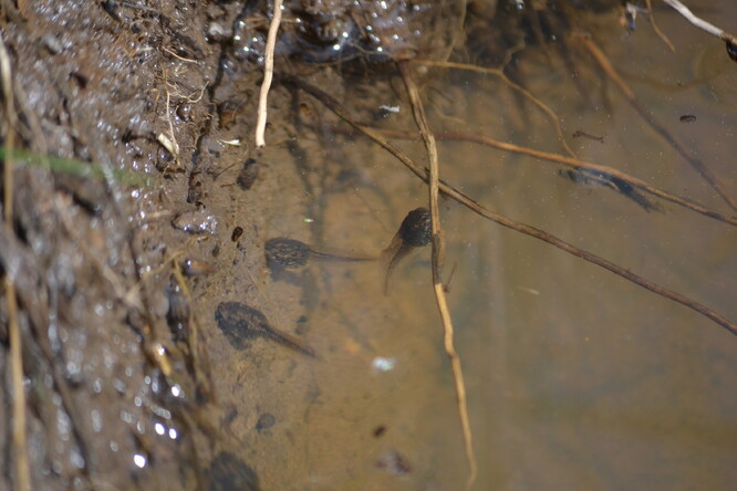 Pulci skokana hnědého.
