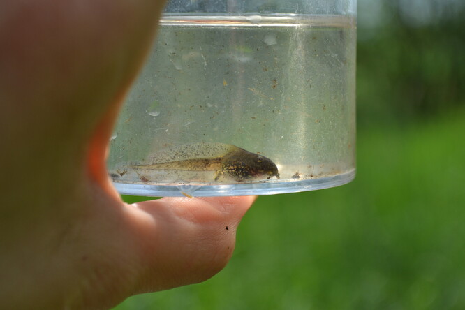 Pulec skokana štíhlého.