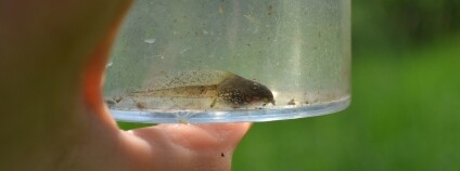 Foto: Ekocentrum Koniklec