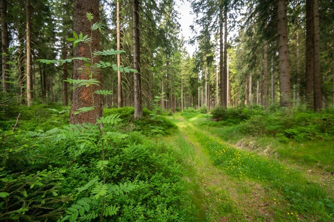 Pokud jeřáb v lese odrůstá, je zvěře v lese akorát.