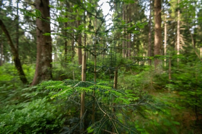 Když je les rozmanitější, je odolnější. Proto se do něj kromě převažujícího smrku dosazují jedle (na obrázku), buky nebo jeřáby.