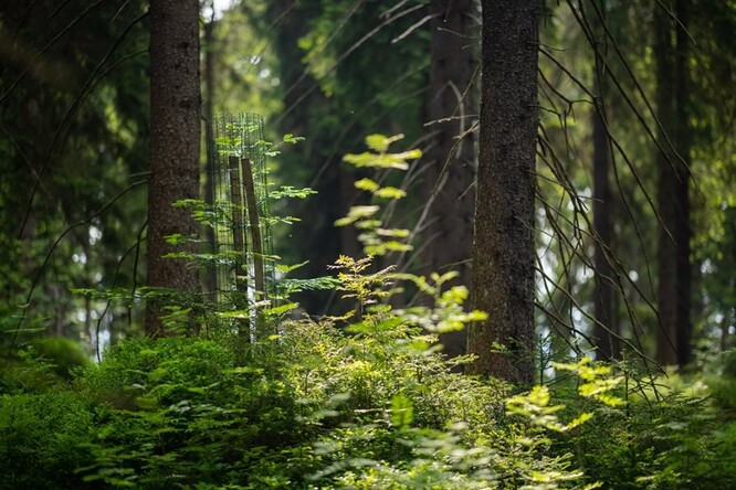 Hospodaření v lesích Božího Daru je nepasečné. Úspěšně zde bojují s kůrovcem a zavádějí Německem inspirované myslivecké honitby, aby měly nové stromy možnost vyrůst a ozdravit les.