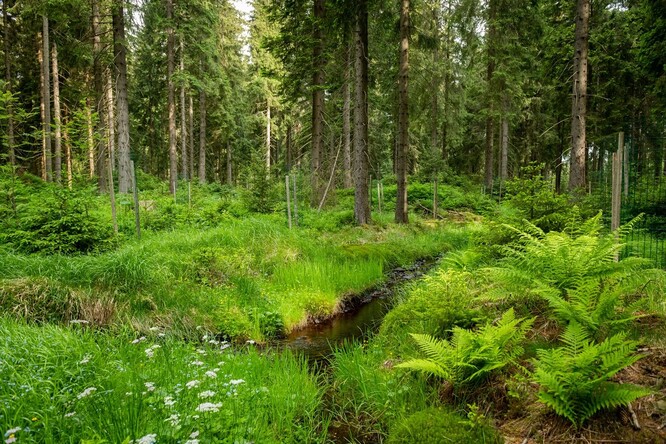 Část lesů Božího daru tvoří rašeliniště.