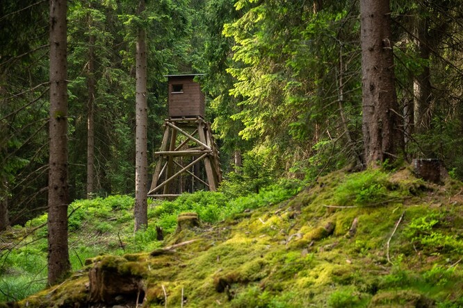 Německem inspirovaná honitba je pro zvěř příjemnější variantou honu. Zvířata u ní nejsou tolik stresována. Velkou roli v tomto způsobu honitby hrají posedy.