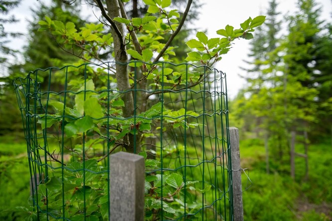 Do lesa jsou vysazovány buky a jedle tak, aby byly rozptýleny po co největší ploše a daly základ přirozené obnově.