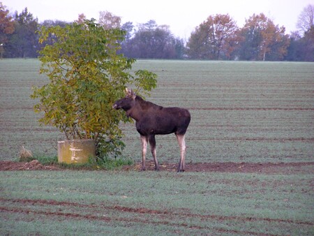 Lidé by měli být opatrní, jelikož los může při překročení kritické vzdálenosti člověka napadnout.