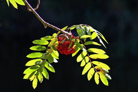 Každoročně kryt několika sáhy vysokou sněhovou masou, stokrát rozlámán a k zemi přitisknut, tvoří hustou, spletenou houštinu, často nepropustnou, podobnou porostům kleče jiných vysokých hor (křivolesí), které je ale důležité pro zachování nížeji ležících výnosových porostů. Jeřáb ptačí.