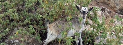 Koza na ostrovech Les Saintes Foto: Jean-Sébastien Roy Flickr