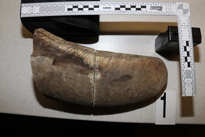 Kučera spolu se svým známým Rouskem chtěli podle státního zástupce na přelomu let 2014 a 2015 prodat horní části předního rohu nosorožce, plánovali za něj získat 500 000 korun či více.