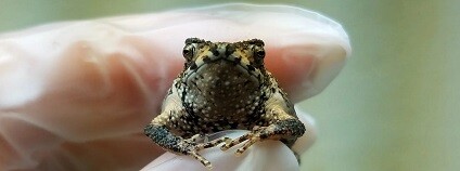 foto:  Fort Worth zoo v Texasu