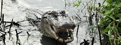 Foto: Ruth Elsey /  Louisiana Department of Wildlife and Fisheries