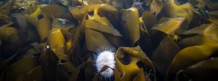 Foto: Will Rose/Greenpeace / theguardian.com