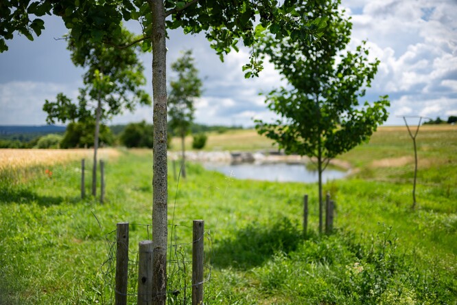 Pět vodních nádrží a jedenáct tůní vzniklo v údolí Pod lipami na Milevsku. Součástí projektu byla také revitalizace údolní nivy stávajícího Pytláckého potoka a výsadba dřevin. Srážkové vody tudy dříve protékaly údolím bez užitku, dnes je voda zadržována ve vodních nádržích a tůních celoročně. Výsledkem je místo kypící životem a lepší zadržování vody v krajině.