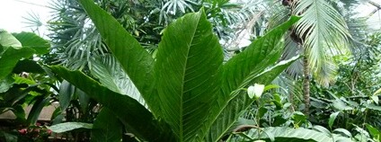 Toulitka anturie v Kew Gardens Foto: Jungle Rebel Flickr