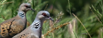 Foto: Alexandros Gassios / Flickr