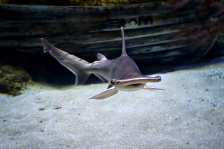 Kladivoun tiburo. První potvrzený všežravec mezi žraloky. Kladivoun tiburo. První potvrzený všežravec mezi žraloky.