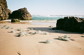 Škodlivá síla medúz nespočívá ani tak v žijících jedincích v moři, ale v desítkách tun uhynulých exemplářů, vyplavených vlnami na pobřeží.