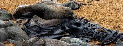 Foto: Beth Wilson / Flickr