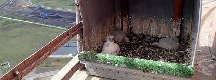 foto: ČEZ / e-chomutovsko.cz