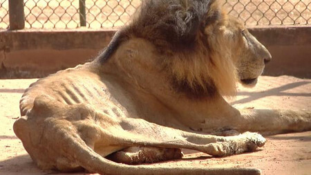 Záběry vychrtlého podvyživeného lva (na obrázku), tygra či pumy vyhublé na kost šokovaly uživatele sociálních sítích, zoologická zahrada proto raději pro veřejnost zavřela brány. Jeden z jejích ošetřovatelů řekl anonymně místnímu deníku Panorama, že množství masa, které by měly sežrat kočkovité šelmy za den, dostávají v tomto zařízení jen jednou týdně.